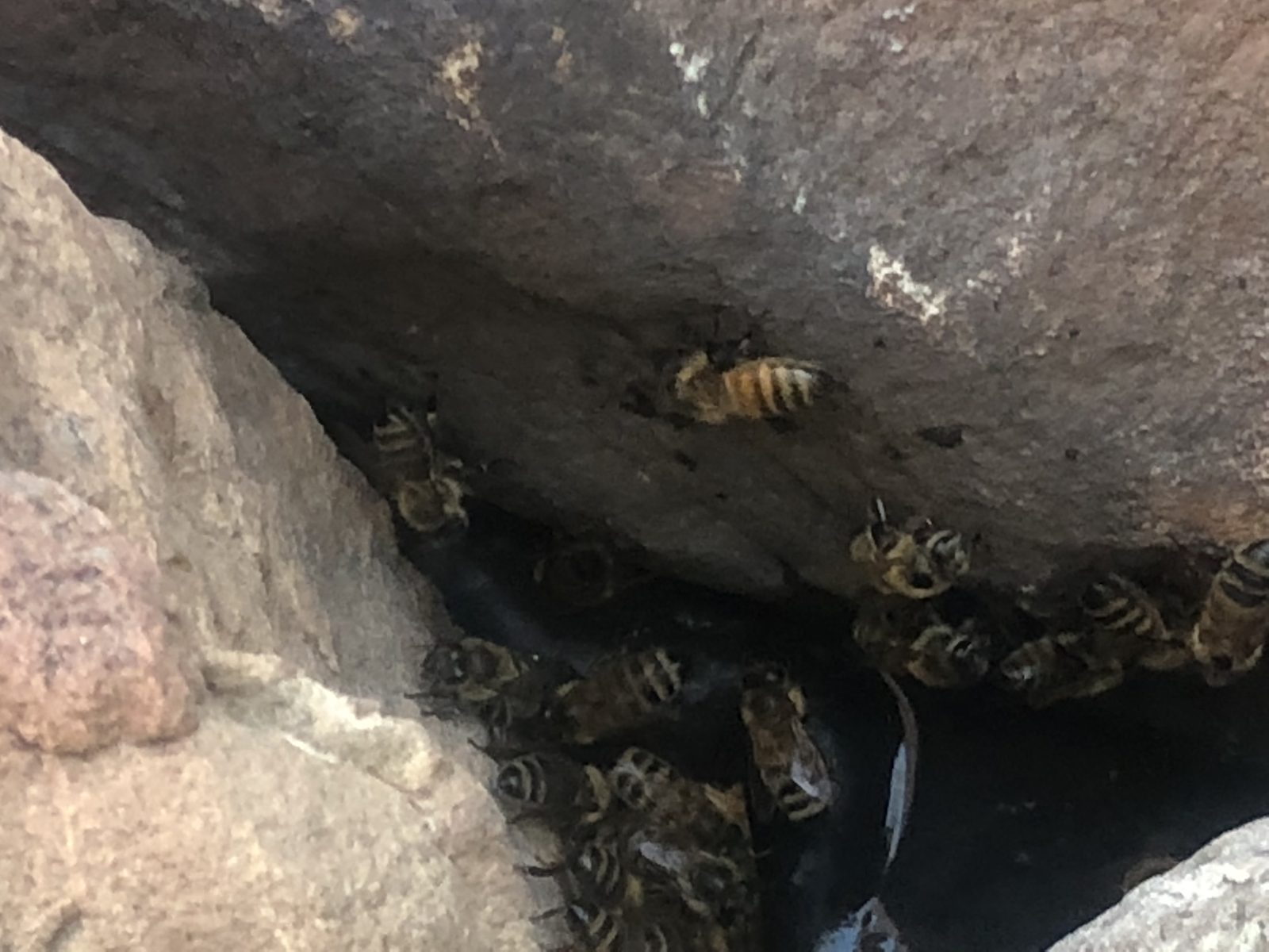 Honeybees clustered in a rock crevice