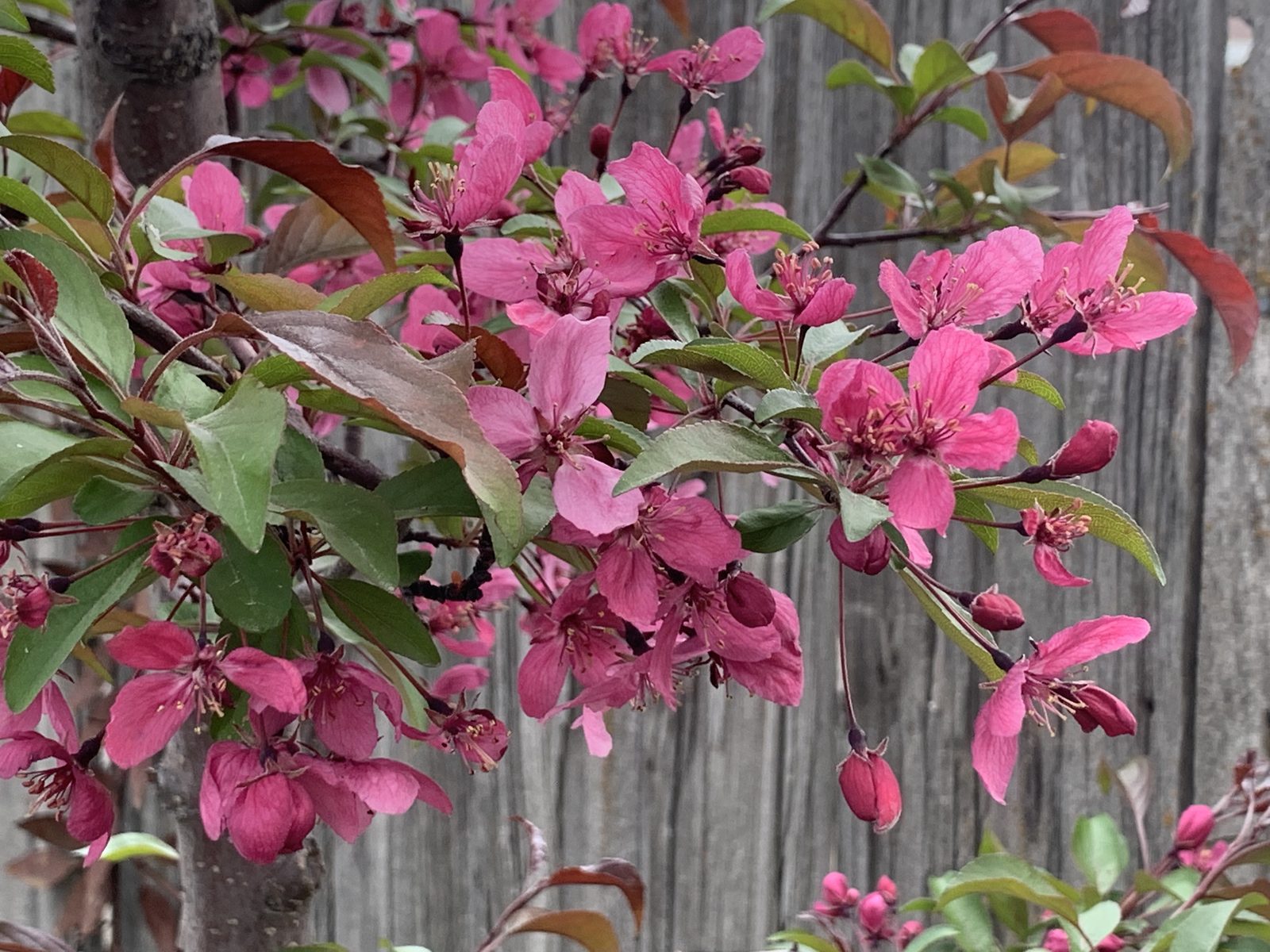 Pink crabapple blossoms