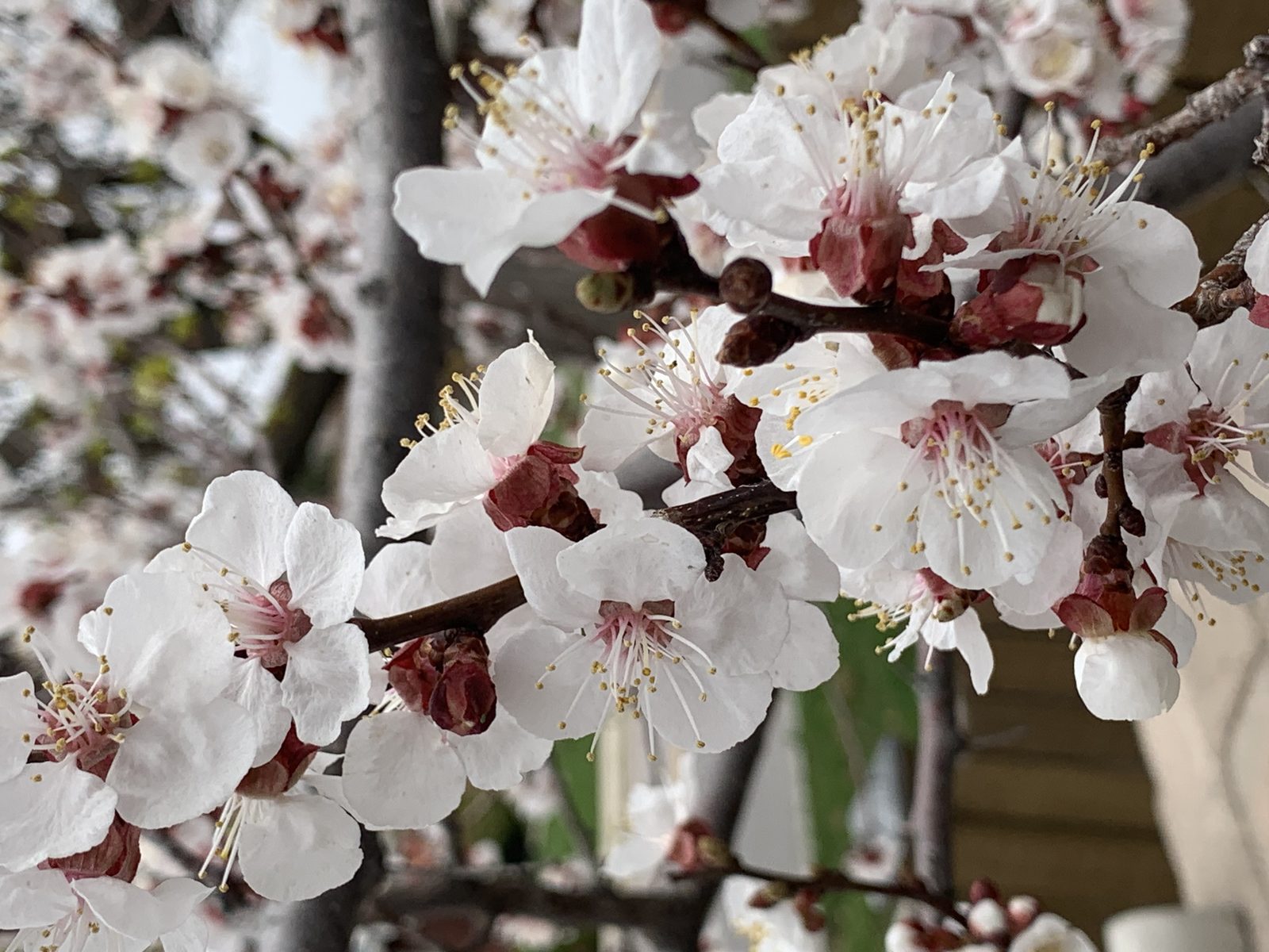 White apricot blossoms