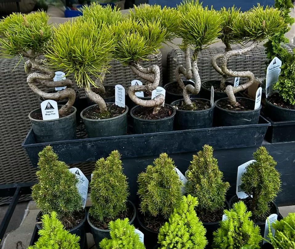 Alpine Rock Garden Plants
