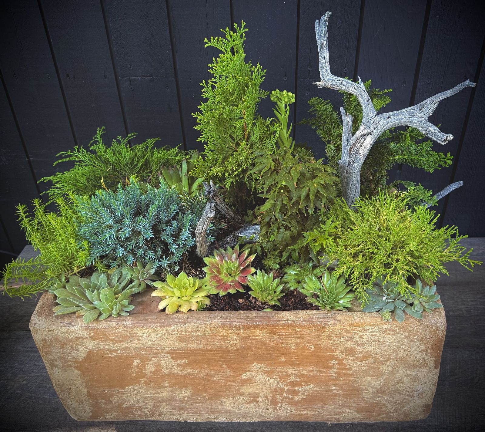Alpine trough planting with dwarf conifers and succulents