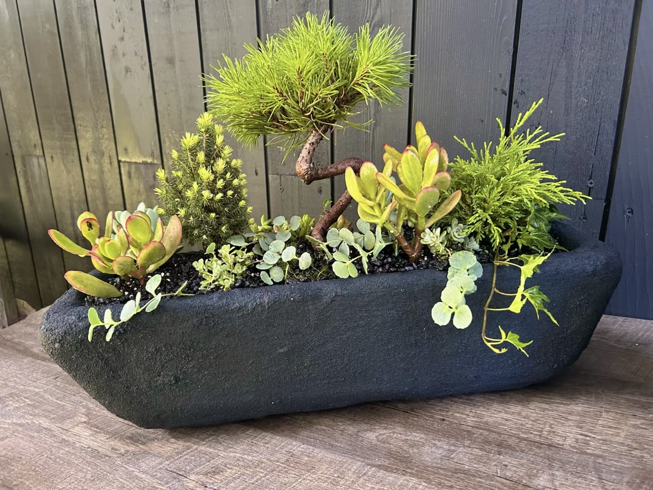 Potted succulent arrangement suited to indoor display