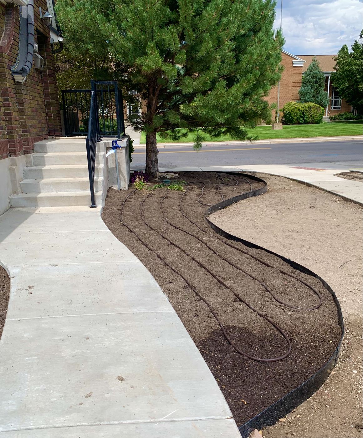 Drip lines laid out in a curved bed near the front gate and tree
