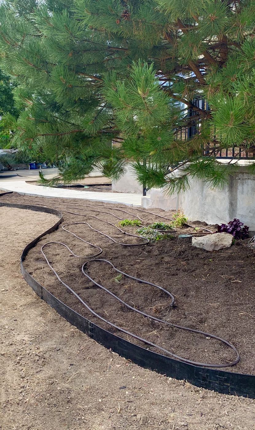 Drip irrigation loops continuing along a curved walkway bed