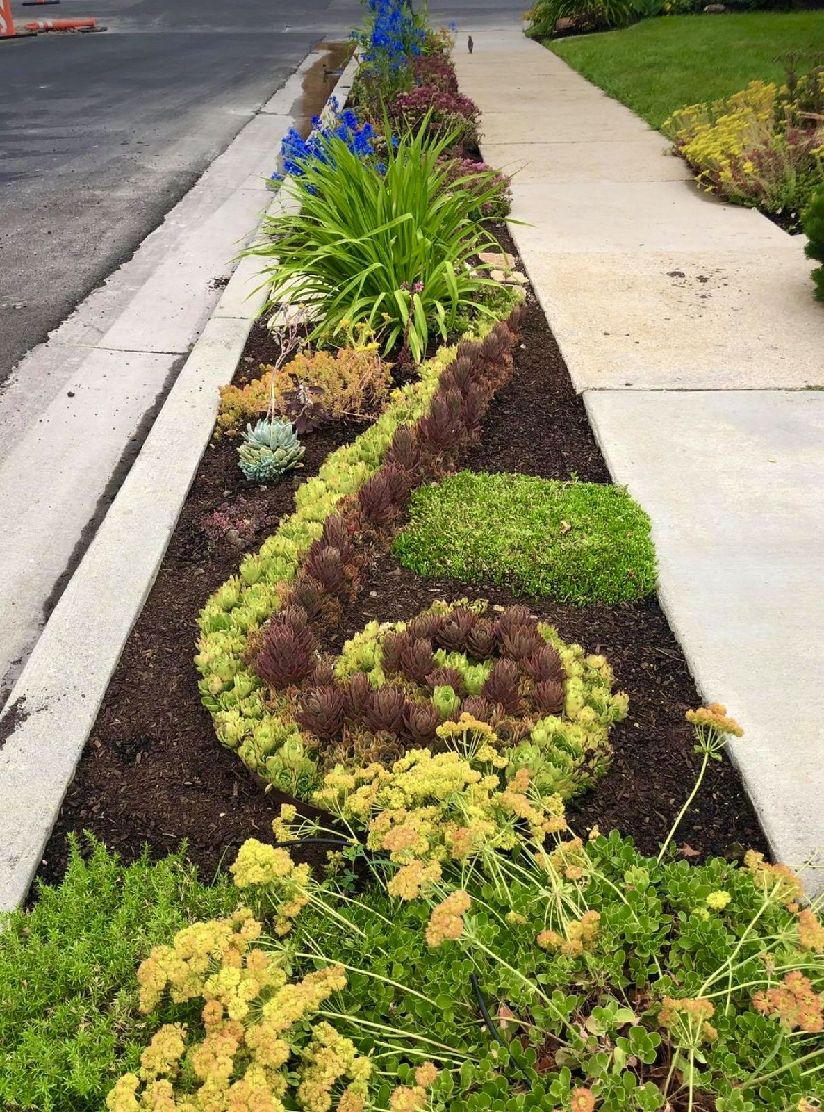 Flip Your Strip park strip xeriscape conversion with succulents and drought-tolerant planting