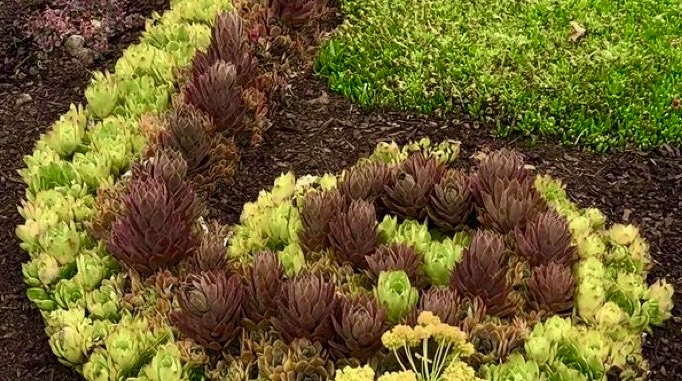 Outdoor succulent bed planted in the ground
