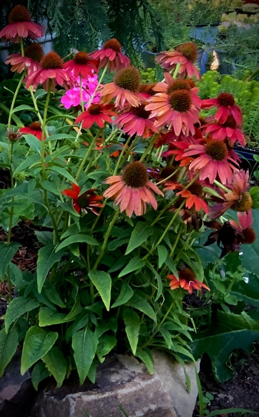 Coneflowers, a pollinator-friendly garden plant